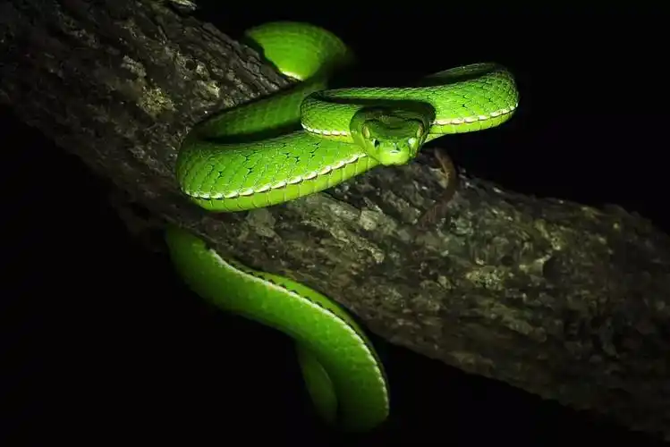 遇上危险会吹气甚至发出"呼呼"的叫声,所以也有人称它为"风哨蛇",笔者