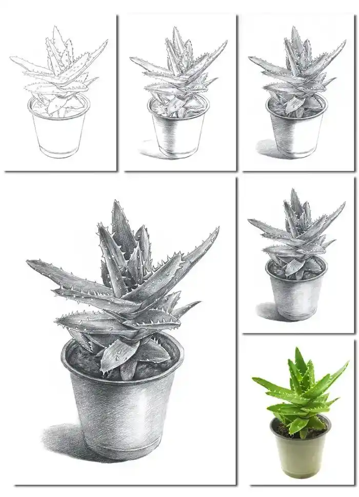 素描植物多肉绘画#一起学画画 #画画 #图文伙 - 抖音