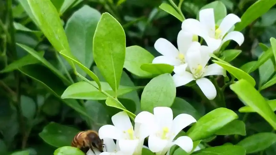 绿植介绍 七里香景观设计 || 景观施工 || 日常养护 设计师全程跟进