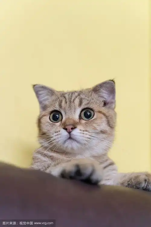 可爱的家猫照片