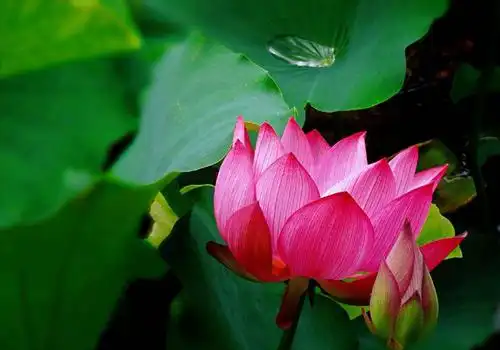 盛夏来了,去拍一朵最美的荷花…续〈一〉