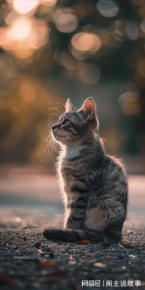 手机壁纸治愈系萌猫壁纸让你的手机瞬间变软萌