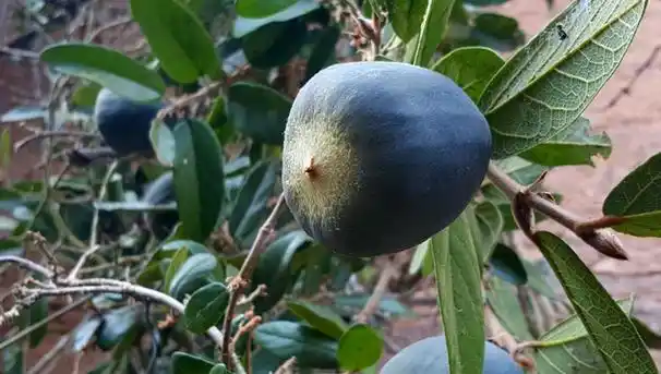 秤砣拔是哪种植物,有没有别名,大家进来看看