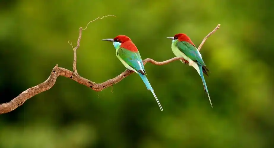 中国最美小鸟一一蓝喉蜂虎