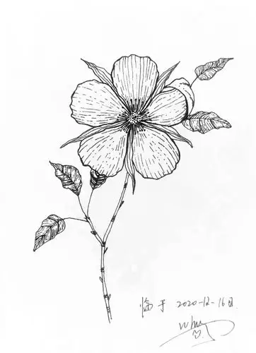 线描花卉|插画|商业插画|暴躁鱼 - 临摹作品 - 站酷 (zcool)