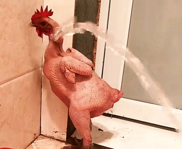 给女儿买了一只宠物鸡养了段时间后有些无奈了看着怪奇怪的