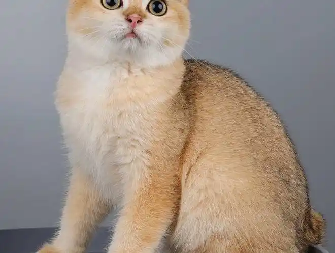 年龄:36个月上传:882天前描述:精品金渐层弟弟  接