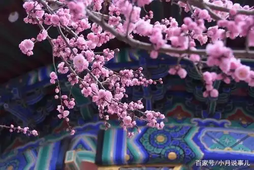 第一次见识这个梅花品种:丰后梅.周赏亭的丰后梅开的正艳!