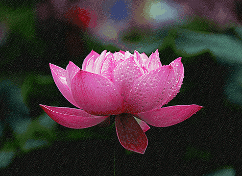 出水芙蓉一朵莲,娉婷婉约胜神仙.文/ 随风