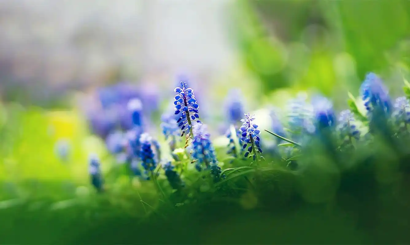 小清新植物花卉高清壁纸_清新好看的花卉_风景壁纸