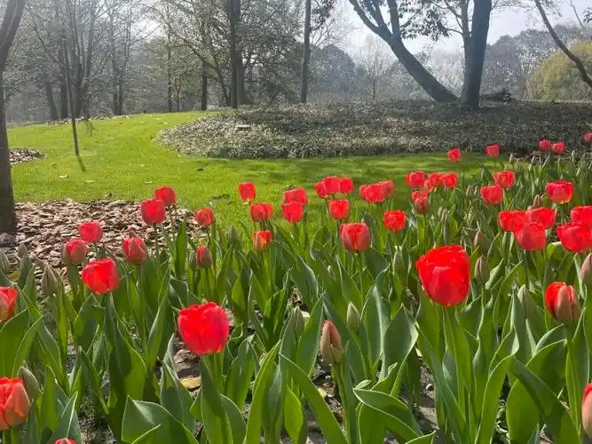 杭州太子湾郁金香花展游人如织将持续到4月14日需提前预约