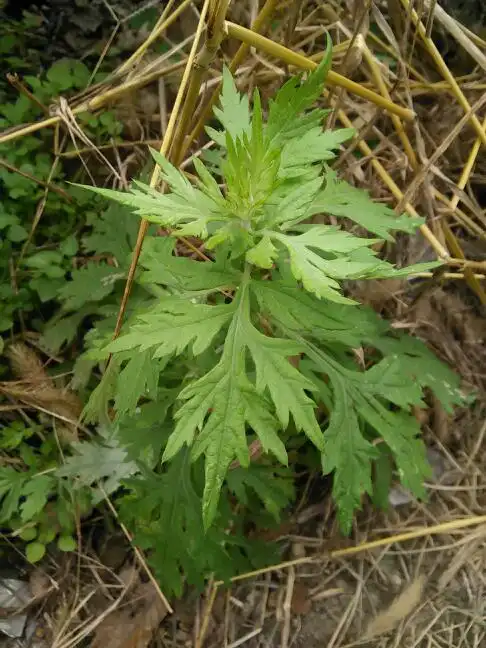 这植物学名叫什么啊?谢谢