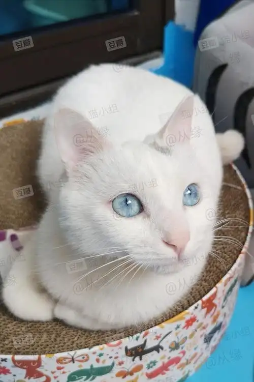 外婆家的小土猫为什么是蓝眼睛