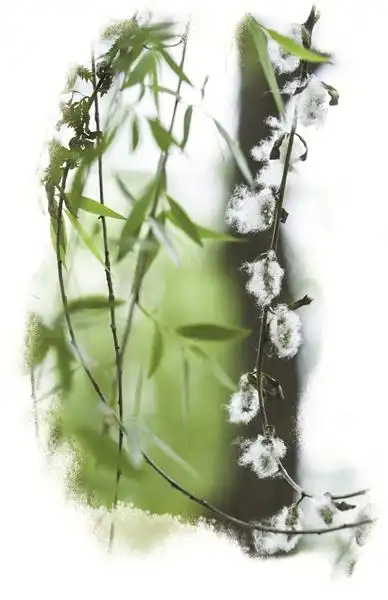 西湖边柳树开始飘絮了双休日出门踏青当心过敏