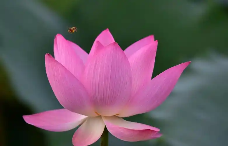 2020~一年一度的荷花盛宴—佛山顺德顺峰山公园