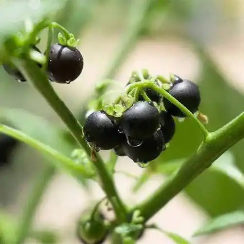 龙年说以"龙"命名的中草药_龙涎香_龙胆_龙葵