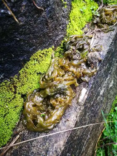 雨后的地木耳饱满丰盈,在阳光照射下熠熠生辉.