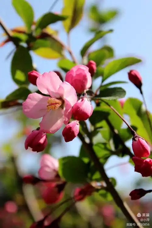 垂丝海棠   树姿优美,盛花开放红满枝,十分漂亮.
