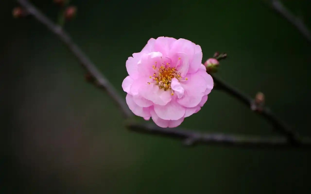 清新淡雅梅花微距摄影图片桌面壁纸-植物壁纸-手机壁纸下载-美桌网