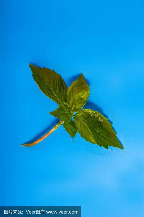 蓝色背景上的薄荷叶