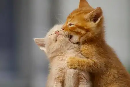 在用鲜花栅栏上的两只猫两只小猫睡两只非常可爱的猫室里有两只斯皮茨