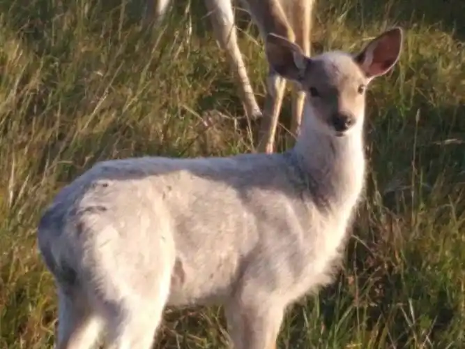 稀奇丨罕见白色梅花鹿现身赤峰,学术科研及观赏价值不可小觑