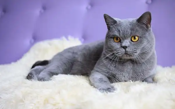 波斯猫多少钱一只波斯猫最新售价分享