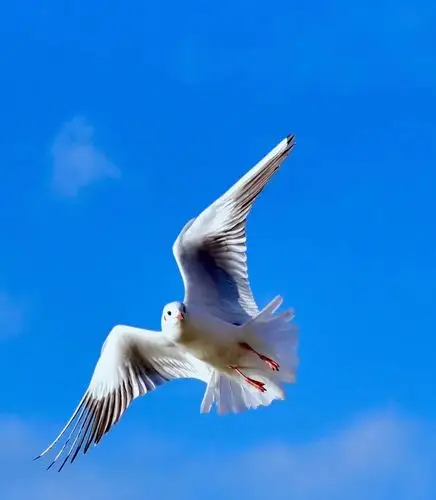 海鸥的精彩瞬间