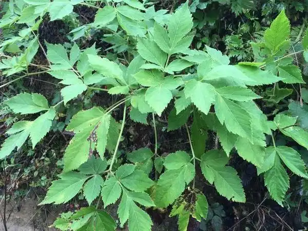 这个野草治好了很多人的风湿病,竟默默无闻