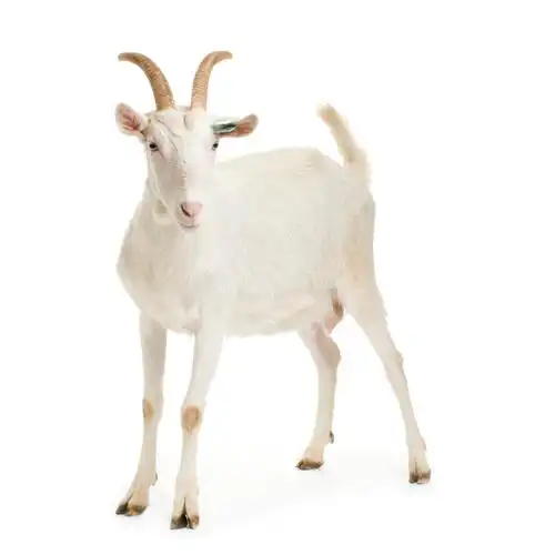 白色背景上的山羊