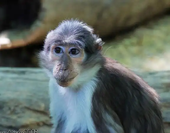 p>白枕白眉猴(学名: i>cercocebus atys /i>):是生活在非洲的一种