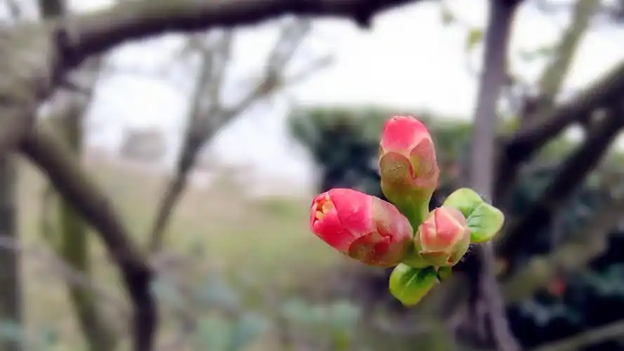 春天尚未绽放的花苞唯美壁纸