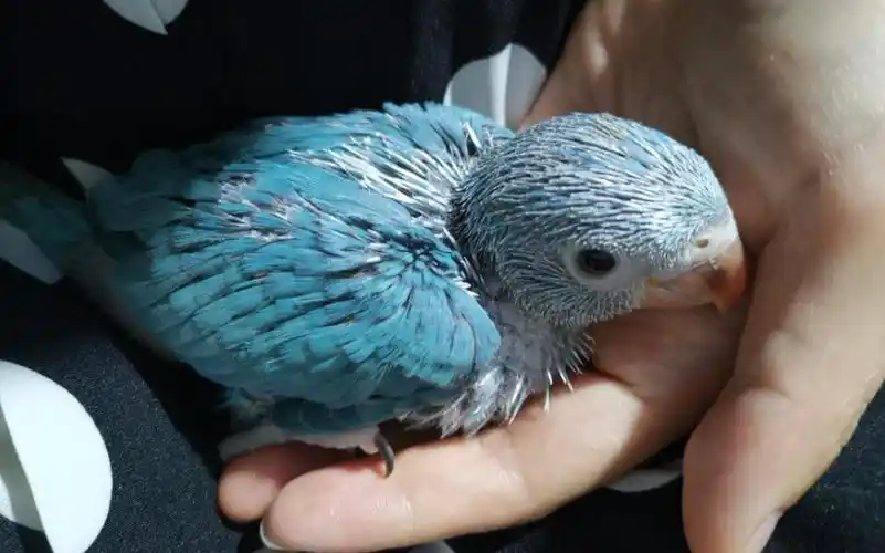 月轮鹦鹉幼鸟—给大约30天的蓝月轮鹦鹉喂奶_哔哩哔哩 (゜-゜)つロ