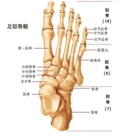 你真的会买跑鞋吗?弄懂脚型,才能选对跑鞋