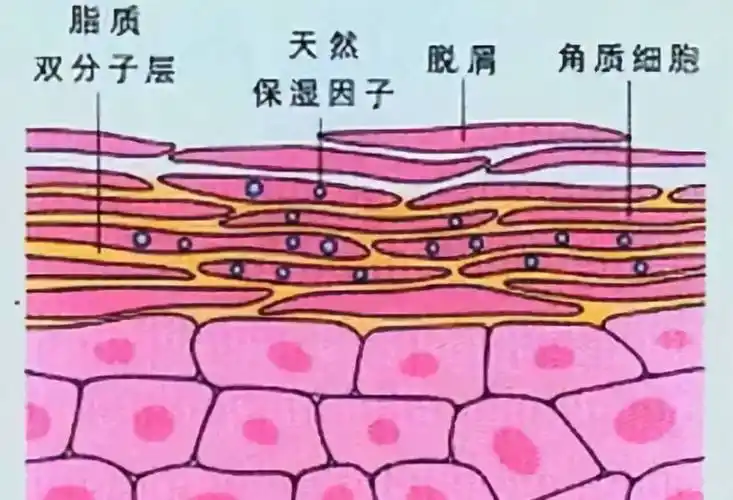 角质层薄用什么洗面奶角质层薄用什么洗脸