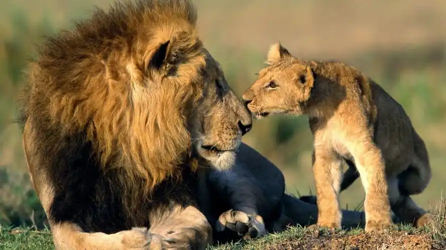 森林里的可爱小狮子高清桌面壁纸