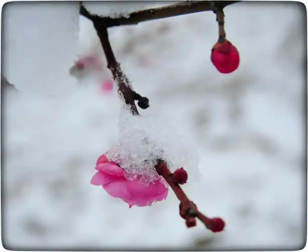 白雪压红梅