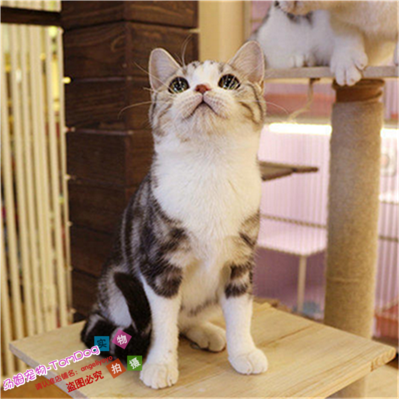 赛级出售纯种美国短毛猫活体家养美短加白标斑虎斑幼猫宠物猫咪e