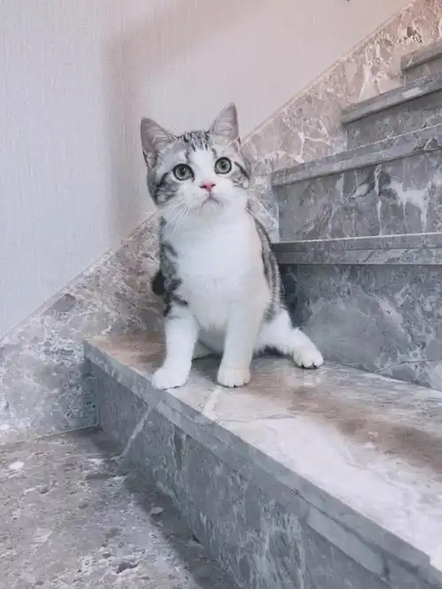 是不是有那么一点傲娇[偷笑]#美国短毛猫##美短加白##美短起司猫##美