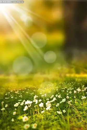 唯美清新春天花海草地背景图片素材