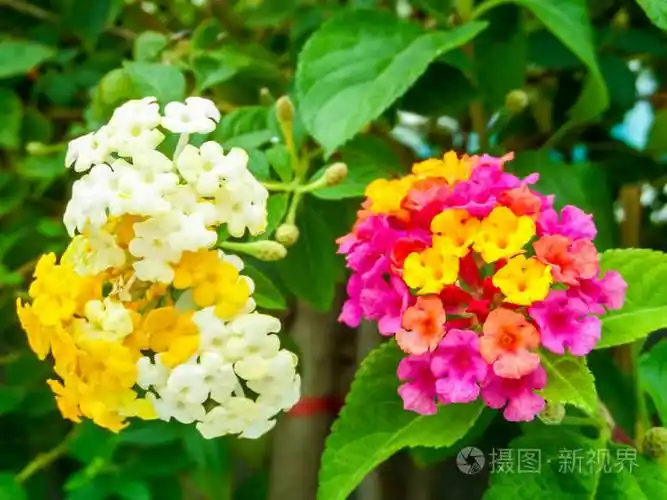 马缨丹彩色白黄色洋红色调美花