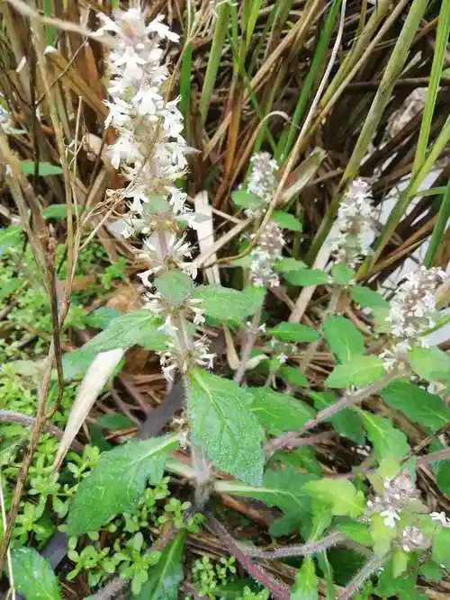 苦草筋骨白毛夏枯草枯草金疮小草散血苦地500g土豆