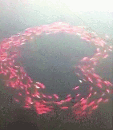 生活中,很多人养鱼,就是为了家庭平安,招财进宝.今日