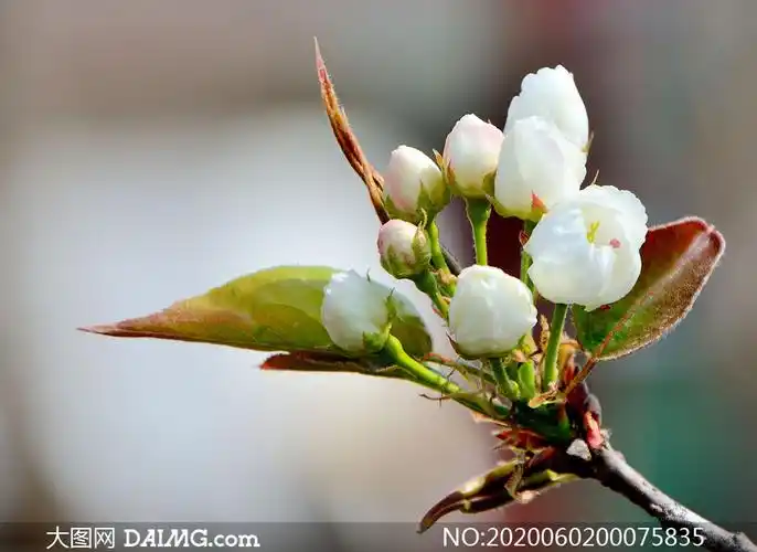 含苞待放的梨花高清摄影图片