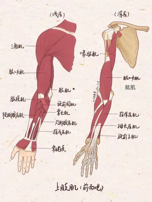 人体解剖学笔记25上肢肌一定很辛苦