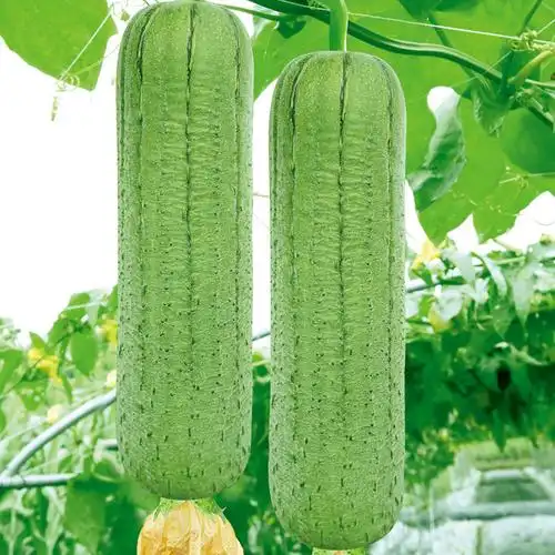 早中熟短圆筒形皱皮绿色肉丝瓜肉质紧实清甜-新优短棒