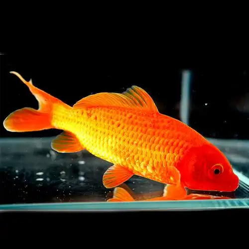 鲤鱼活体观赏鱼宠物淡水鱼小锦鲤好养8101113纯种鱼