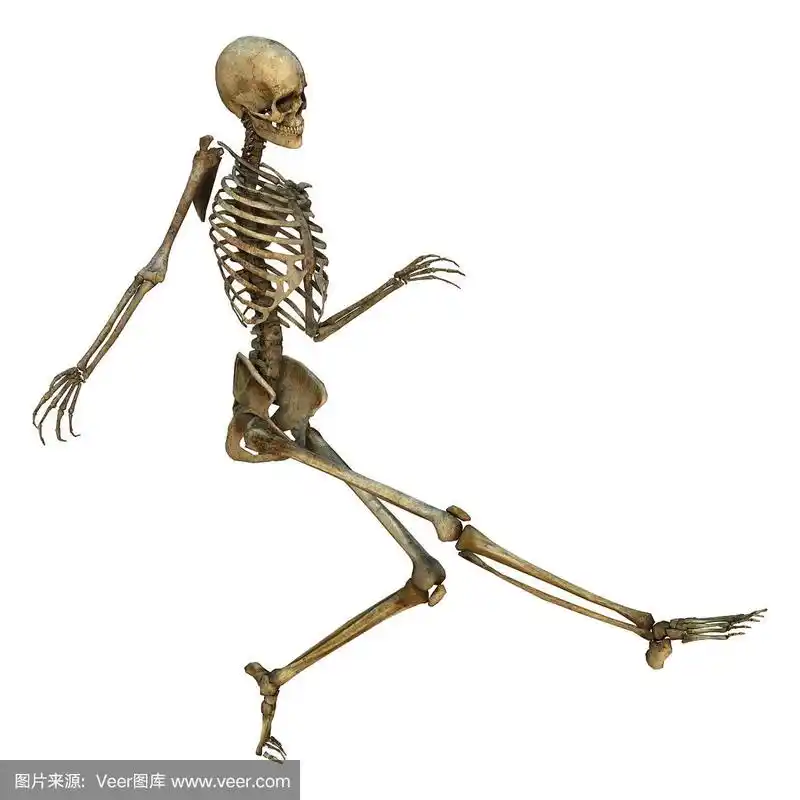 3d插图人体骨骼在白色