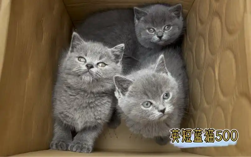 蓝猫掉价,养户要价500一只的蓝猫你们感觉怎么样?