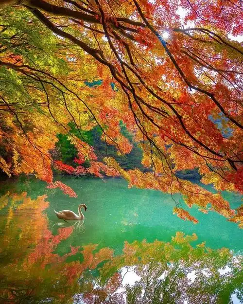 唯美天鹅湖绝世美景